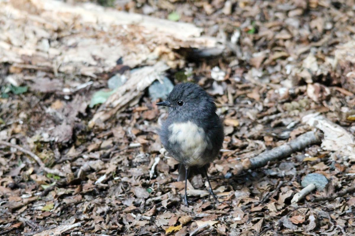 New Zealand Robin (Petroica australis)